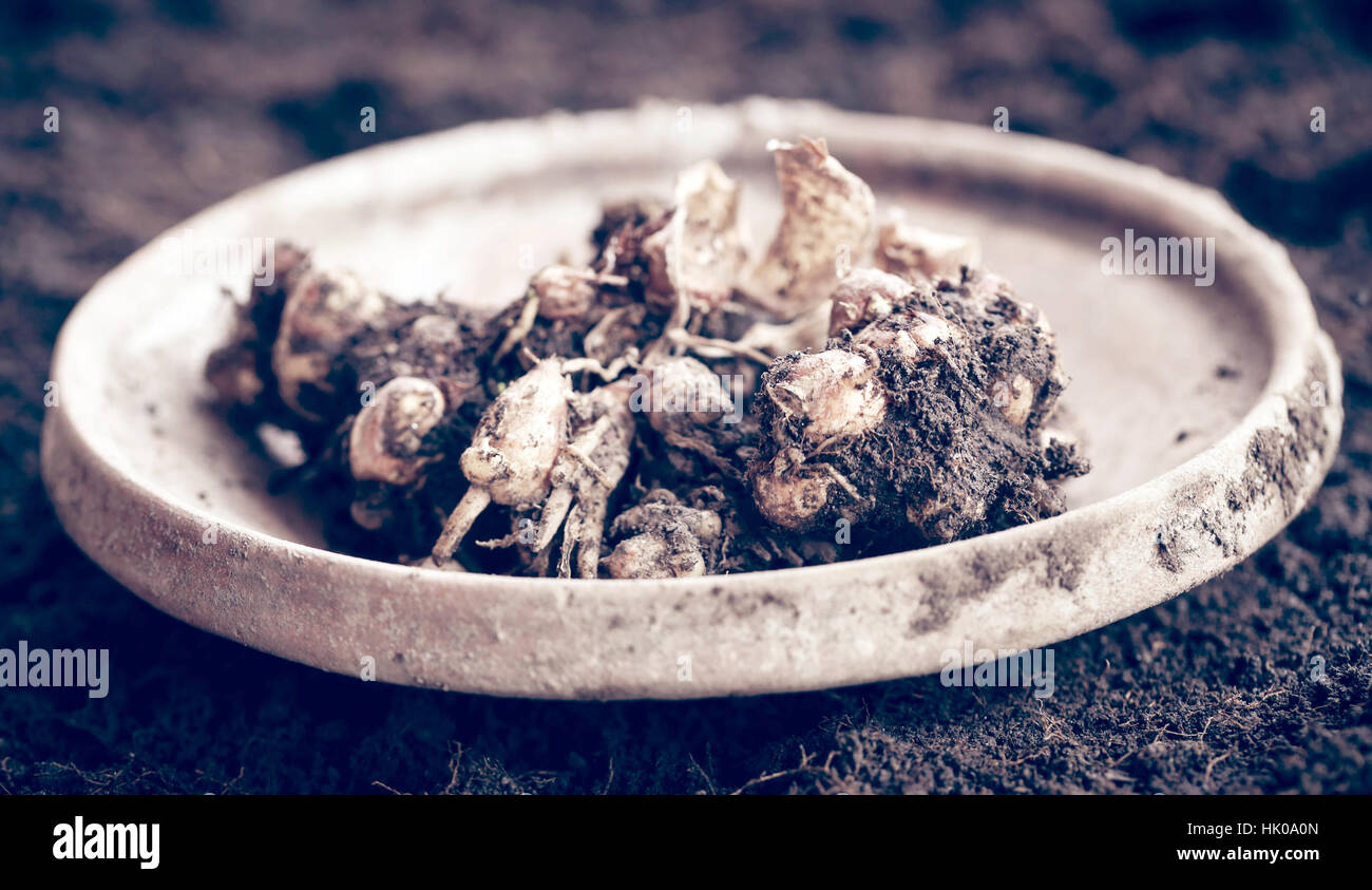 Kaempferia Galanga bekannt als aromatische Ingwer im Boden Stockfoto