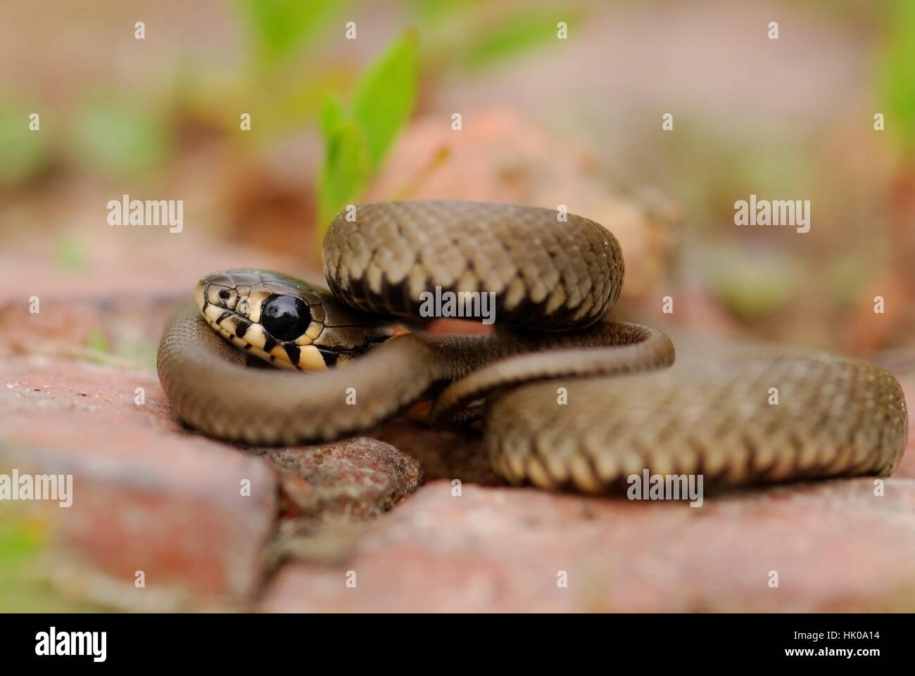 Eine junge Schlange ist Aalen in der Sonne. Ukraine, Sommer, wilden Natur. Stockfoto