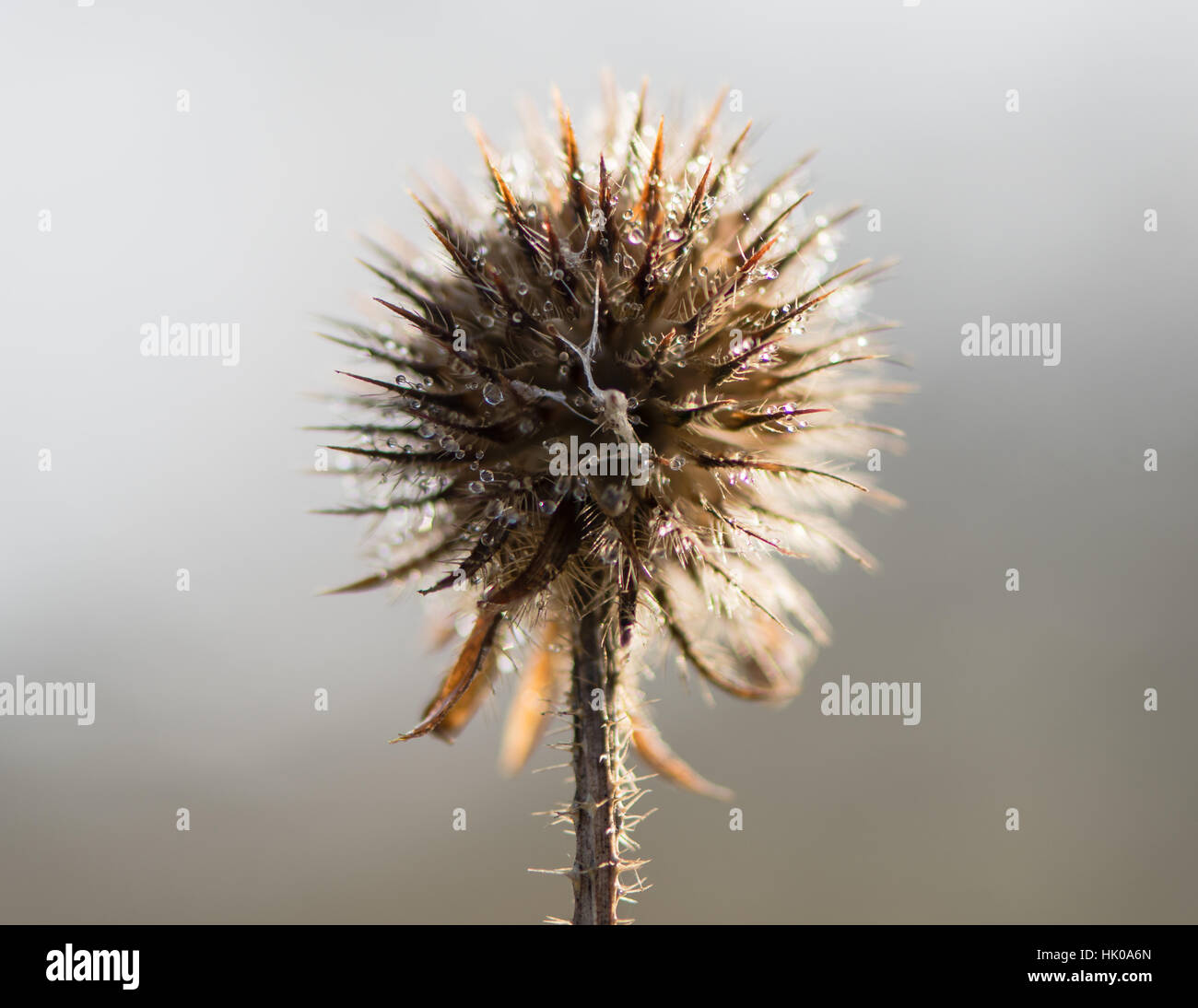 Kleine Karde (Dipsacus Pilosus) Saatgut Kopf im Winter. Toten Blütenstand bedeckt in Frost in der Familie Dipsaceae schmelzen Stockfoto