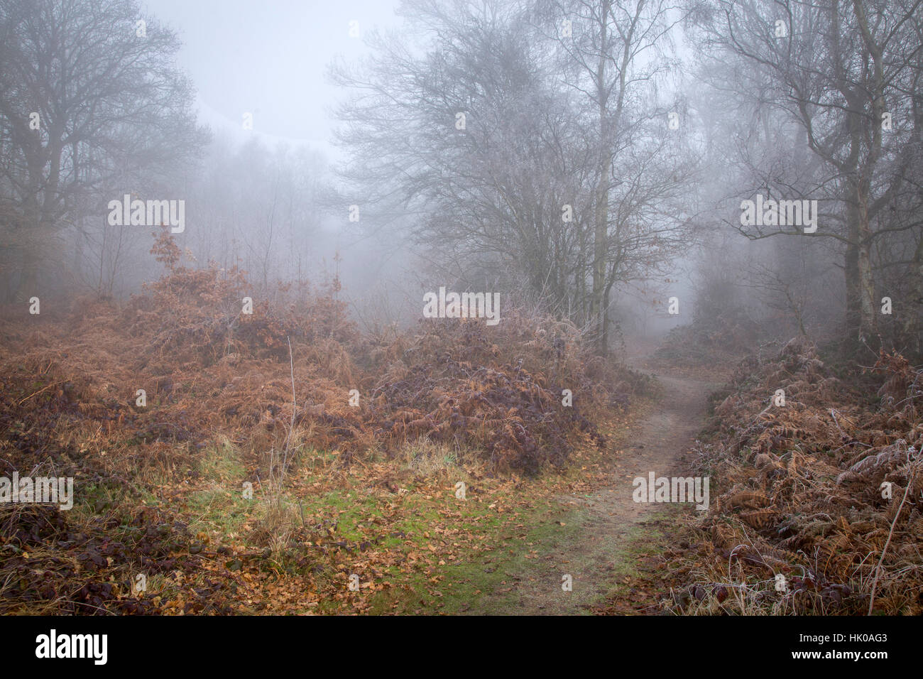 Atmosphärischen Wald Szene im Nebel & frostigen Wetter mit Pfad Stockfoto