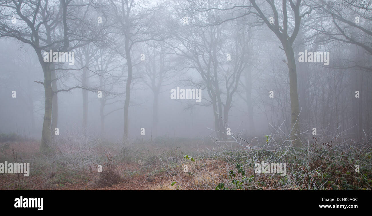 Atmosphärischen Wald Szene in nebligen & frostiges Wetter Stockfoto