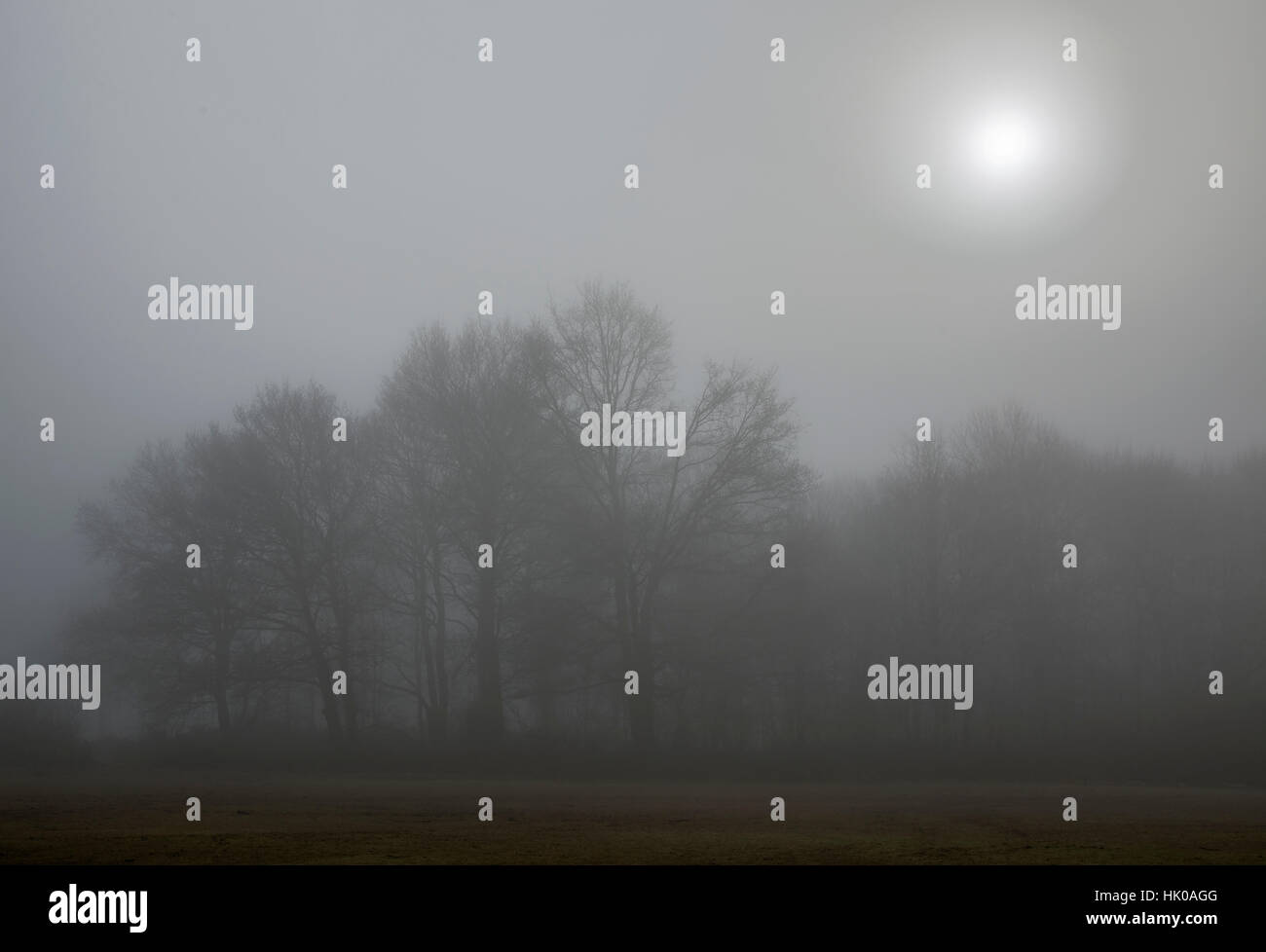 Bäume mit wässrigen Sonne durch den Nebel brechen Stockfoto