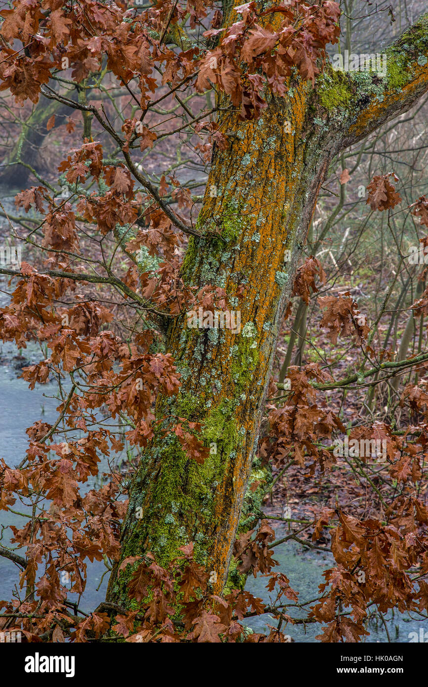 Bunte Baumstamm und Blutbuche Blätter Stockfoto