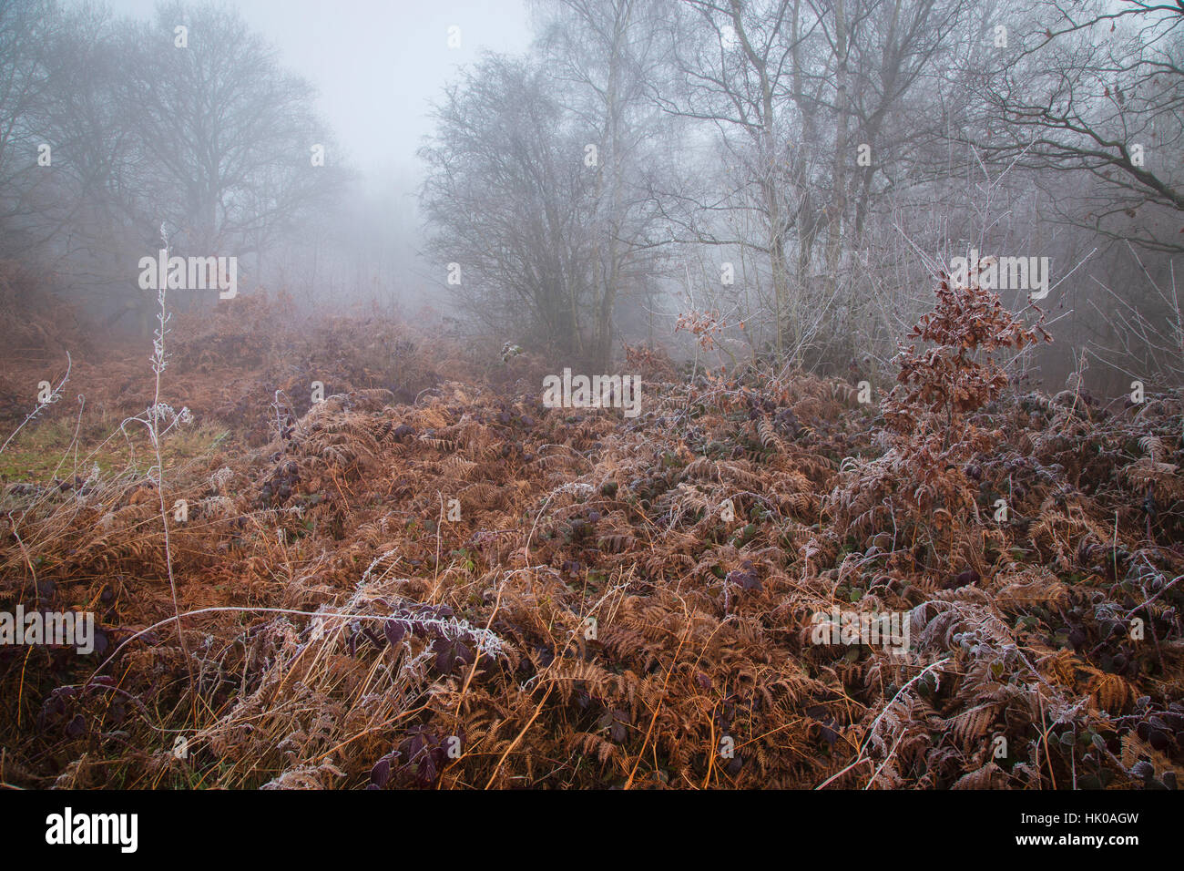 Atmosphärischen Wald Szene in nebligen & frostiges Wetter Stockfoto