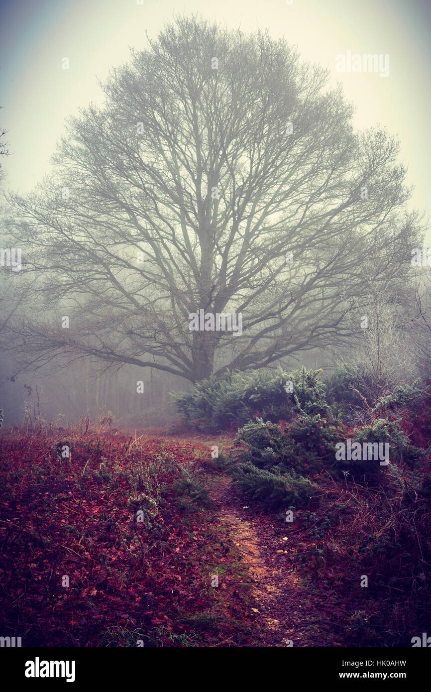 Atmosphärischen Wald Szene im Nebel & frostigen Wetter mit Wanderweg führt zum einzigen Baum Stockfoto