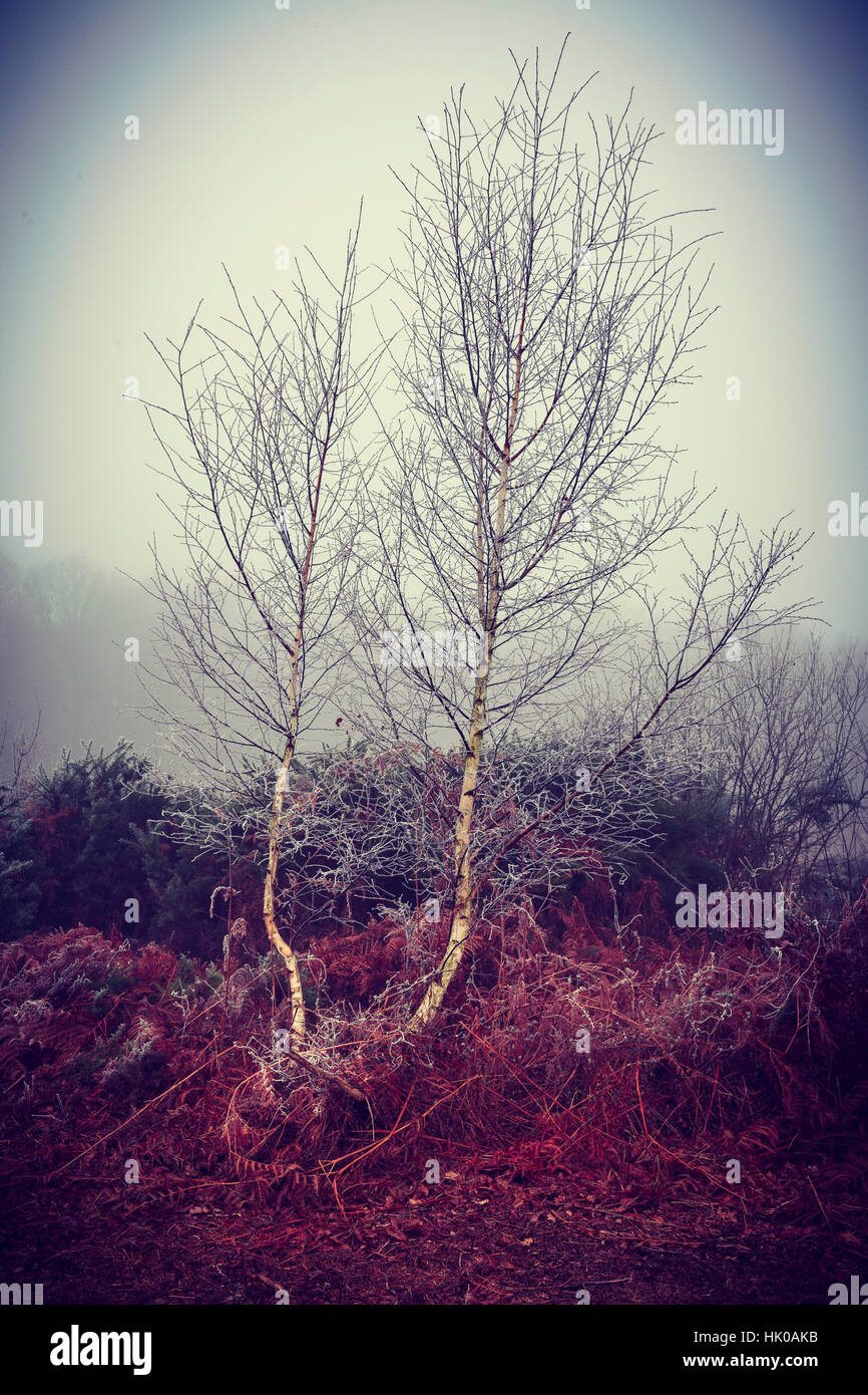 Kleinen Birke auf Heide im Nebel Stockfoto