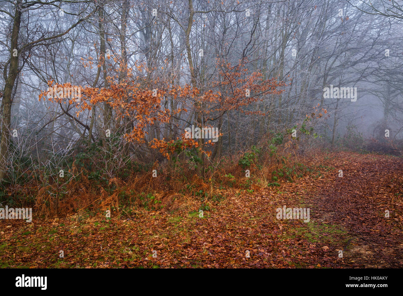 Eine nebligen Wald-Szene mit Blutbuche verlässt in Evidenz Stockfoto