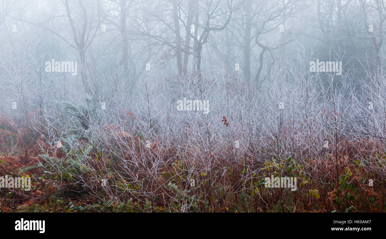 Atmosphärische nebligen Wald Szene mit Frost Stockfoto