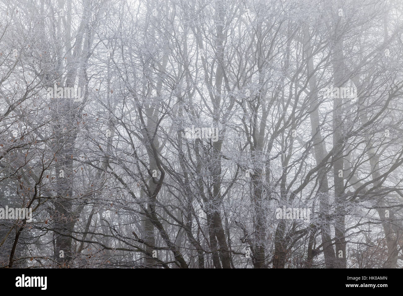 Bereifte Bäume im Nebel Stockfoto