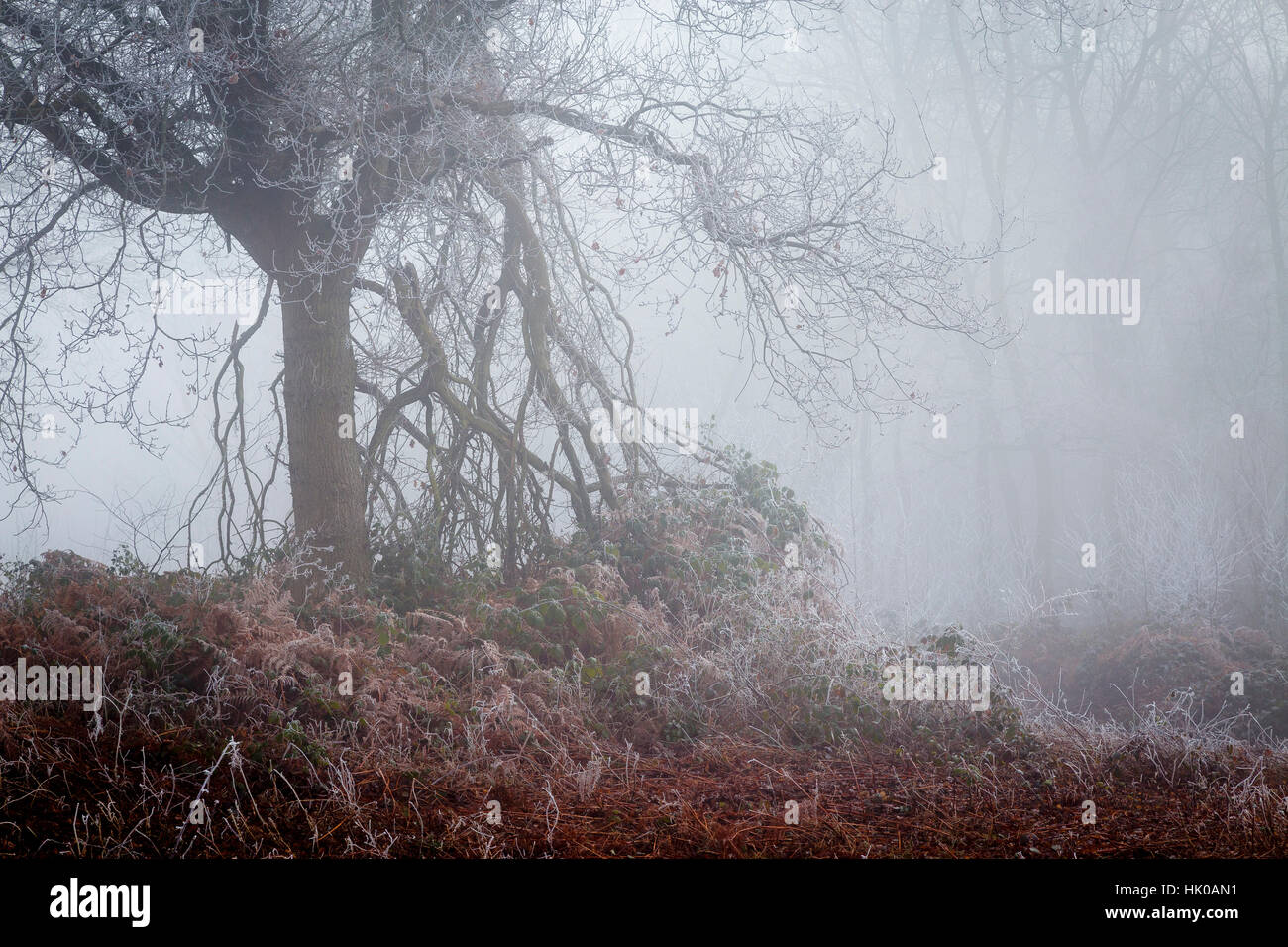 Atmosphärischen Wald Szene in Misty und Frostwetter mit abgebrochenen Zweige hängen nach unten vom Baum Stockfoto