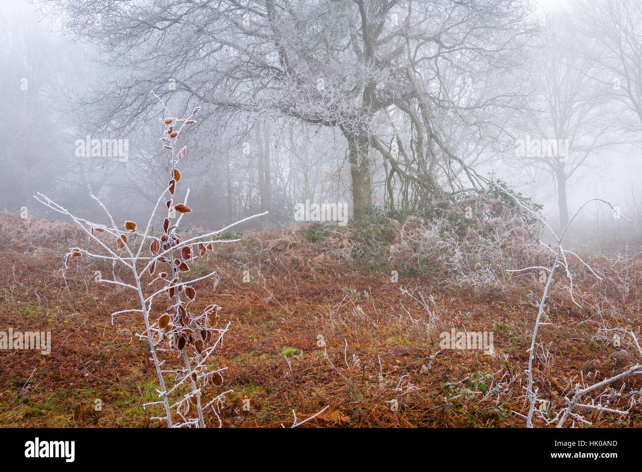 Atmosphärischen Wald Szene in Misty und Frostwetter mit Bracken Stockfoto