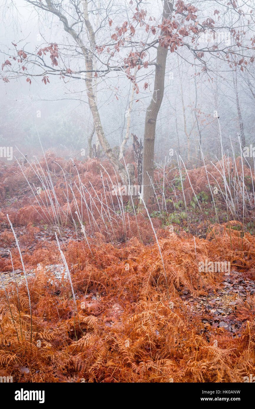 Atmosphärischen Wald Szene in Misty und Frostwetter mit Bracken Stockfoto