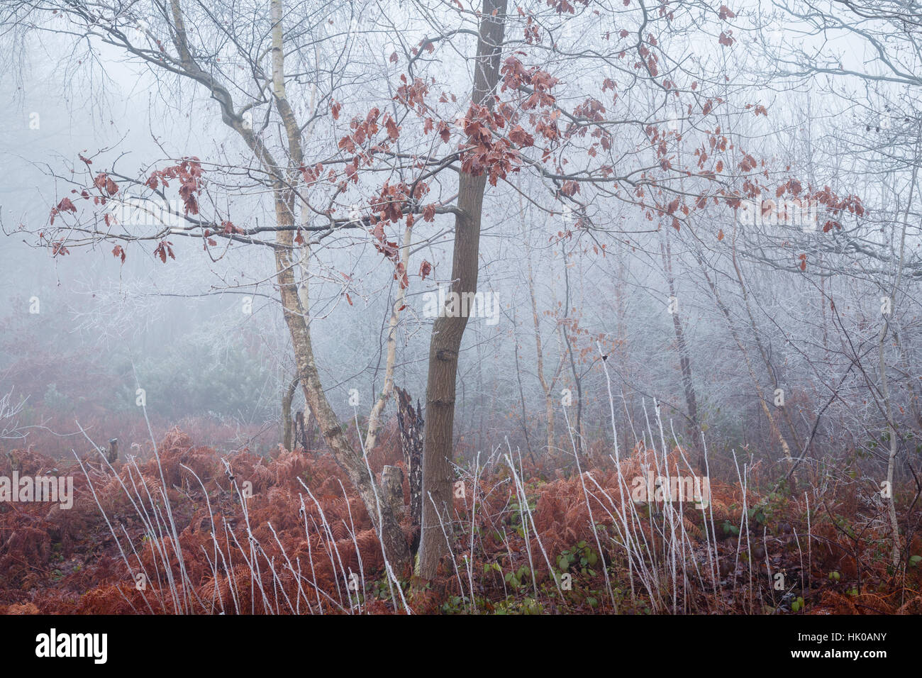 Atmosphärischen Wald Szene in Misty und Frostwetter mit Bracken Stockfoto