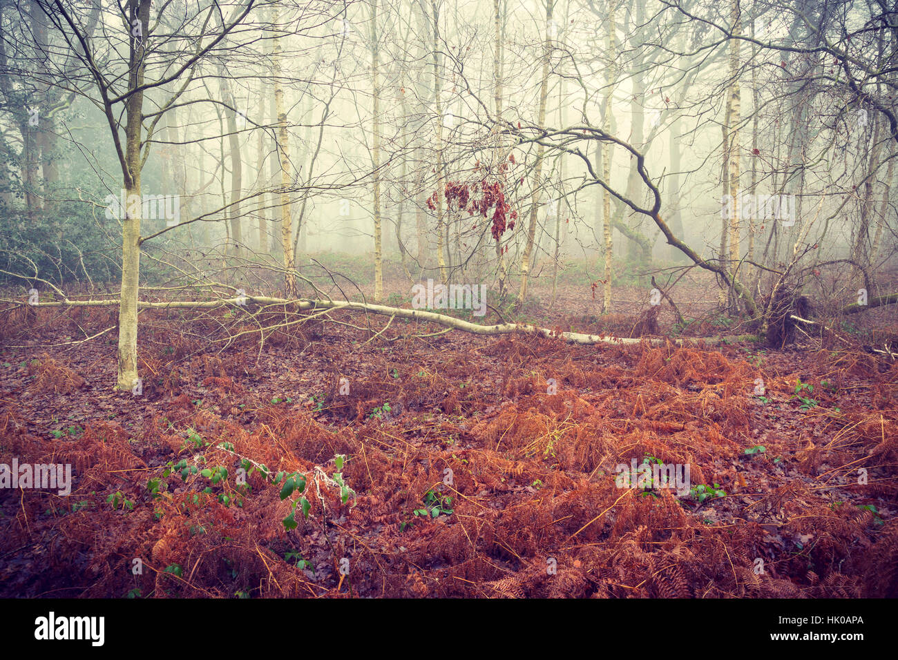 Atmosphärischen Wald Szene Misty und Frostwetter mit gefallenen Birke Stockfoto