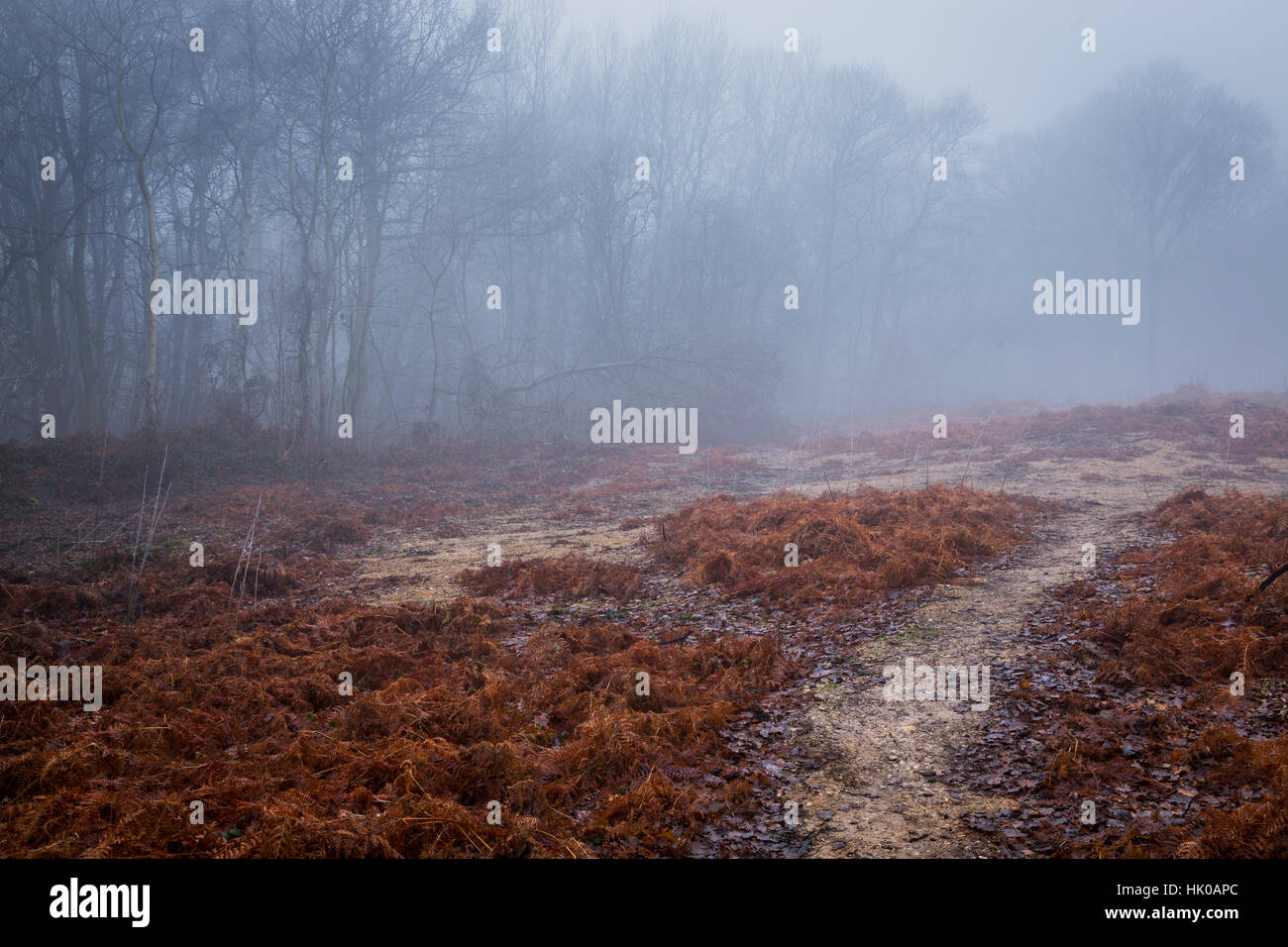 Heide in Misty und frostigen Bedingungen mit Bracken Stockfoto