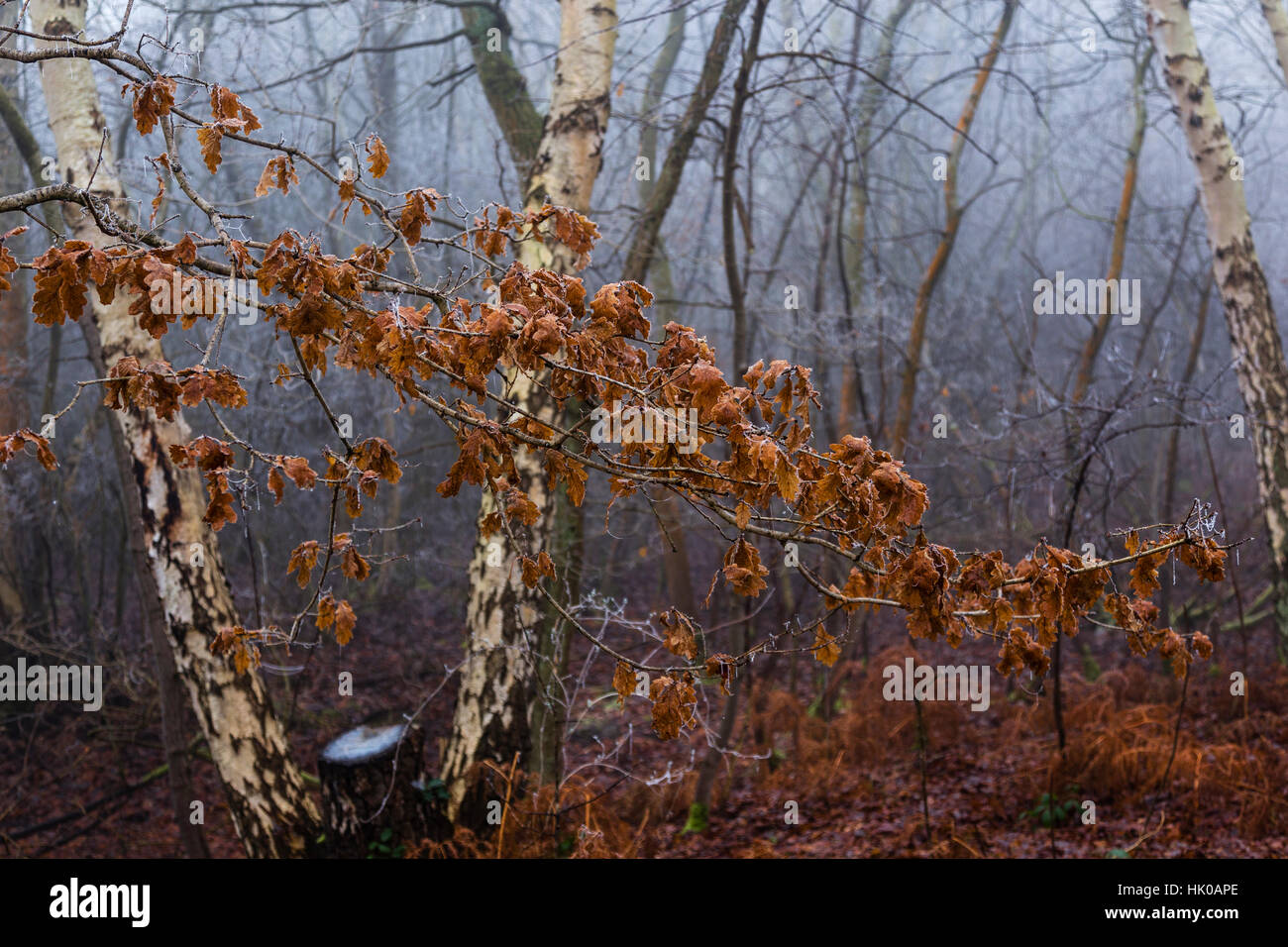 Winter Wald Szene mit Buche Blättern Stockfoto