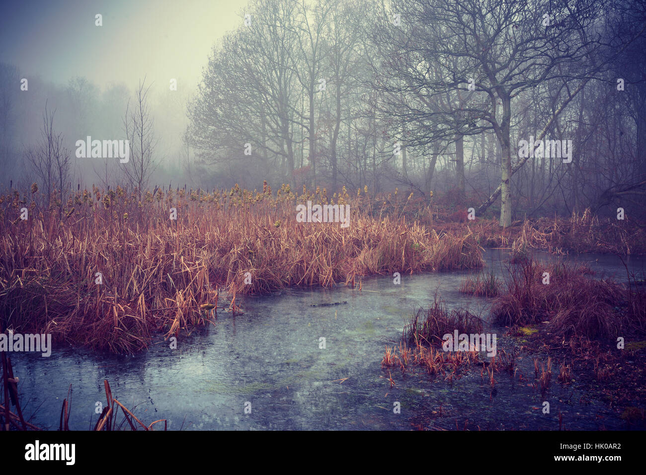 Atmosphärische Szene rund um Wald Teich in Misty und frostiges Wetter Stockfoto
