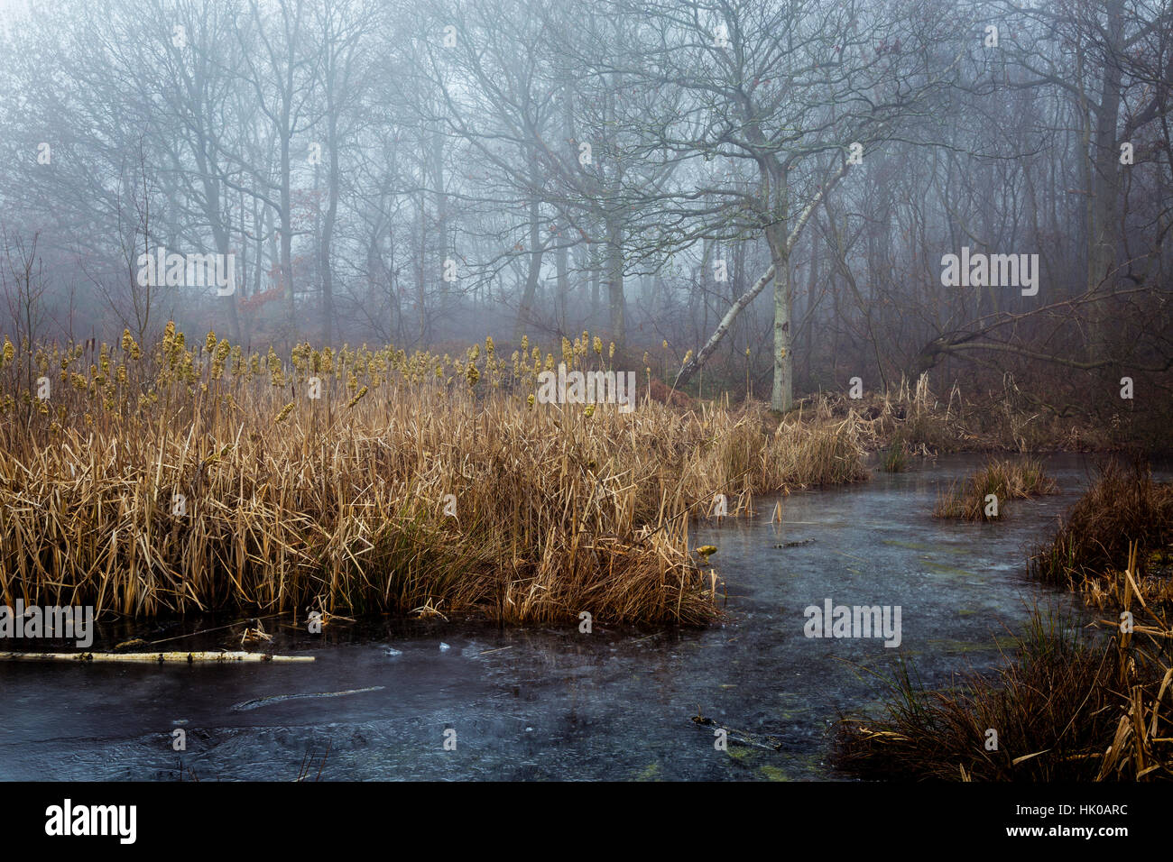 Atmosphärische Szene rund um Wald Teich in Misty und frostiges Wetter Stockfoto