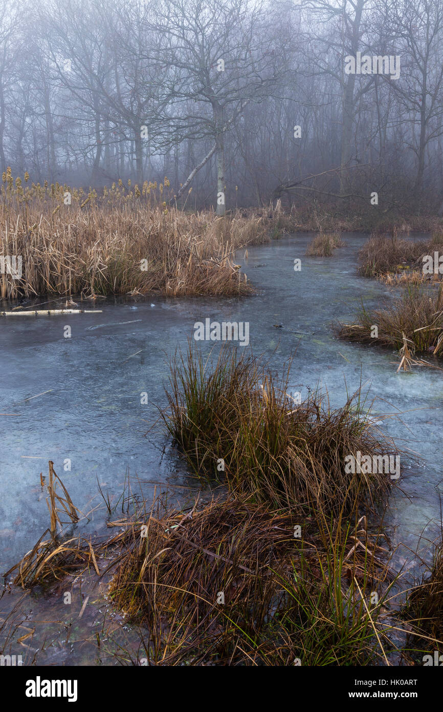 Bunte Szene rund um Wald Teich in Misty und frostiges Wetter Stockfoto