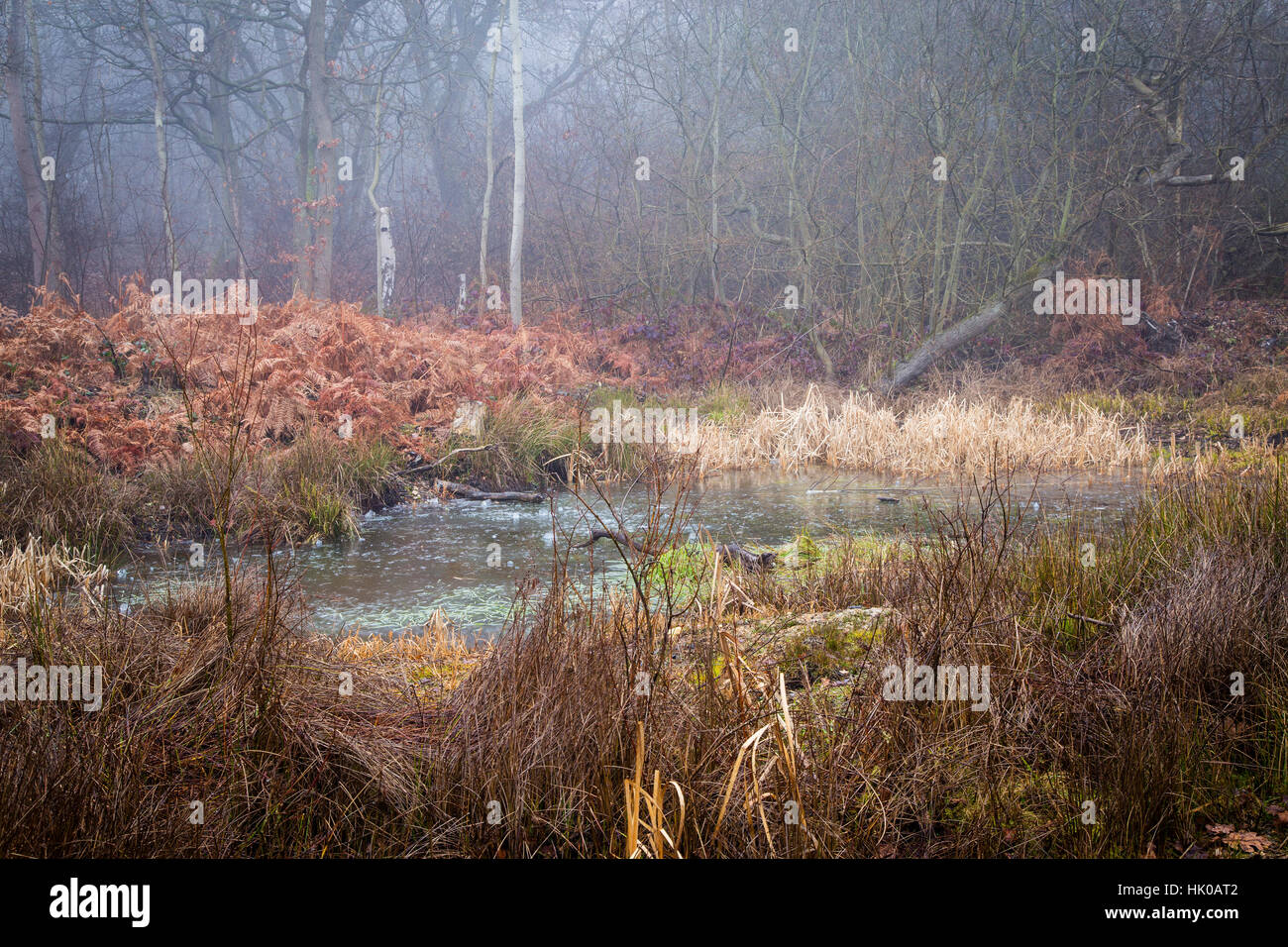 Bunte Szene rund um Wald Teich in Misty und frostiges Wetter Stockfoto