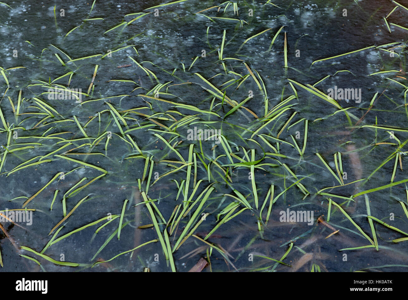 Gräser in gefrorenen Teich gefangen Stockfoto