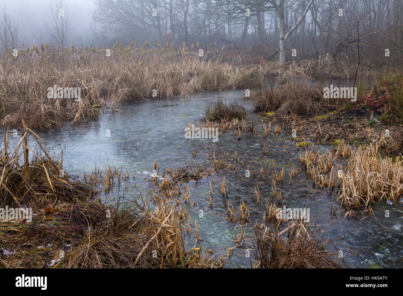 Zugefrorenen Teich im Wald Stockfoto