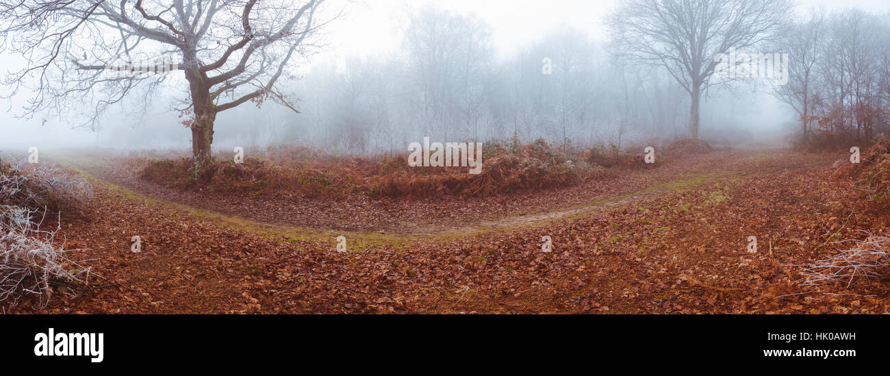 Panoraimic Bild der Heide und Wald in Misty Bedingungen Stockfoto