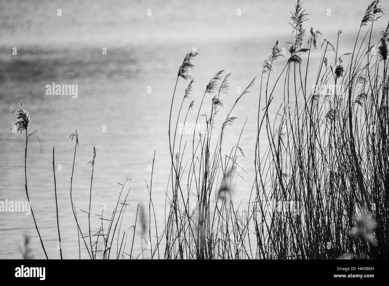 Minimalistische schwarz-weiß Landschaftsbild von Schilf im Winter See Stockfoto
