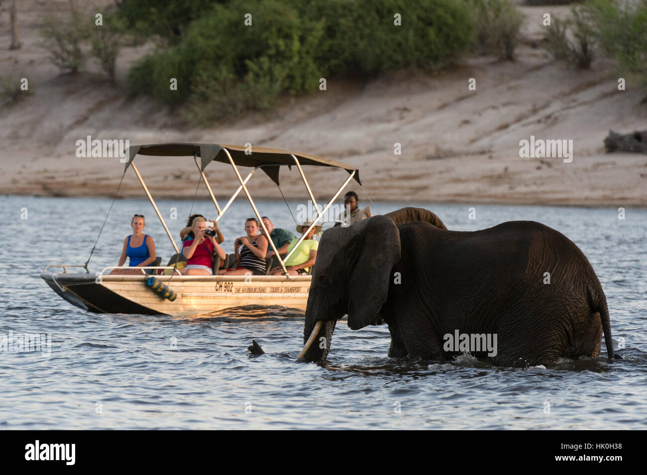 Touristischen beobachten einen afrikanischen Elefanten (Loxodonta Africana), überqueren den Fluss Chobe, Chobe Nationalpark, Botswana Stockfoto