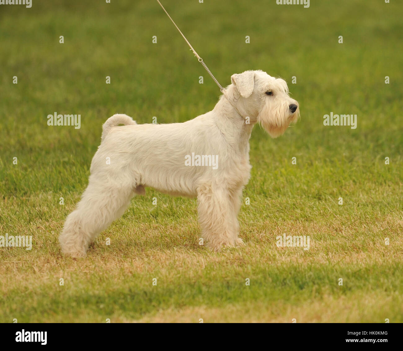 weiße Zwergschnauzer Hund Stockfoto