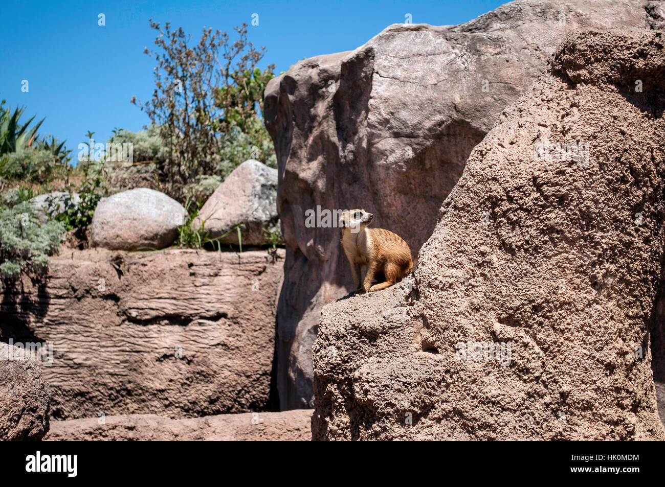 Tier, Wild, Afrika, Wildtiere, klug, aufmerksam, wachsam, freundlich, teachably, Stockfoto