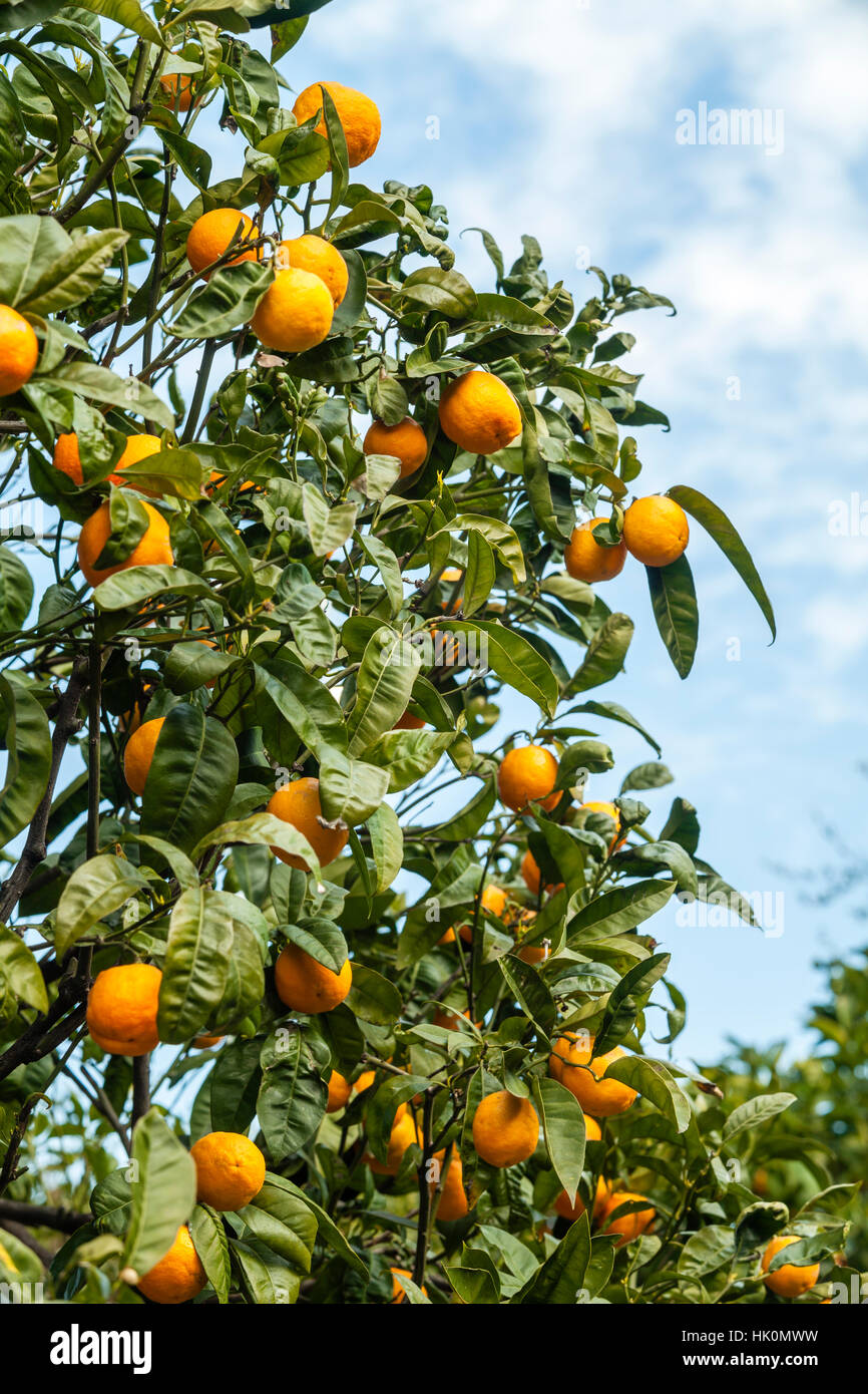 Orangenbaum "Tarocco", Orange "Tarocco", Citrus Sinensis "Tarocco",  Frankreich, Menton Stockfotografie - Alamy