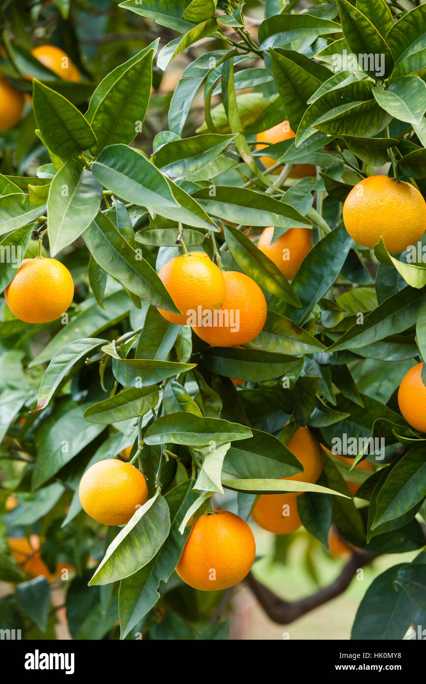 Orangen 'Valencia Late', Orangenbaum Valencia Late (Citrus Sinensis 'Valencia Late'), Frankreich, Menton Stockfoto