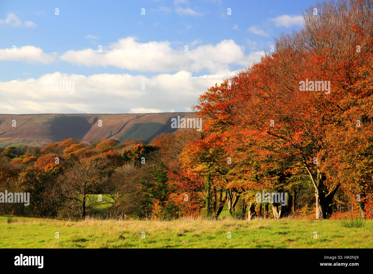 Herbstliche Farben in der Nähe von Chipping im Wald von Bowland, Lancashire. Stockfoto