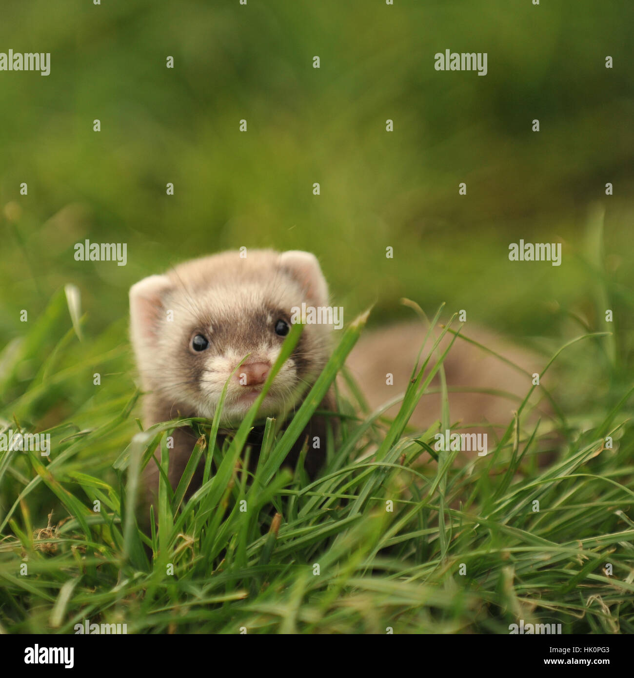 weibliche Iltis Frettchen in Rasen Stockfoto