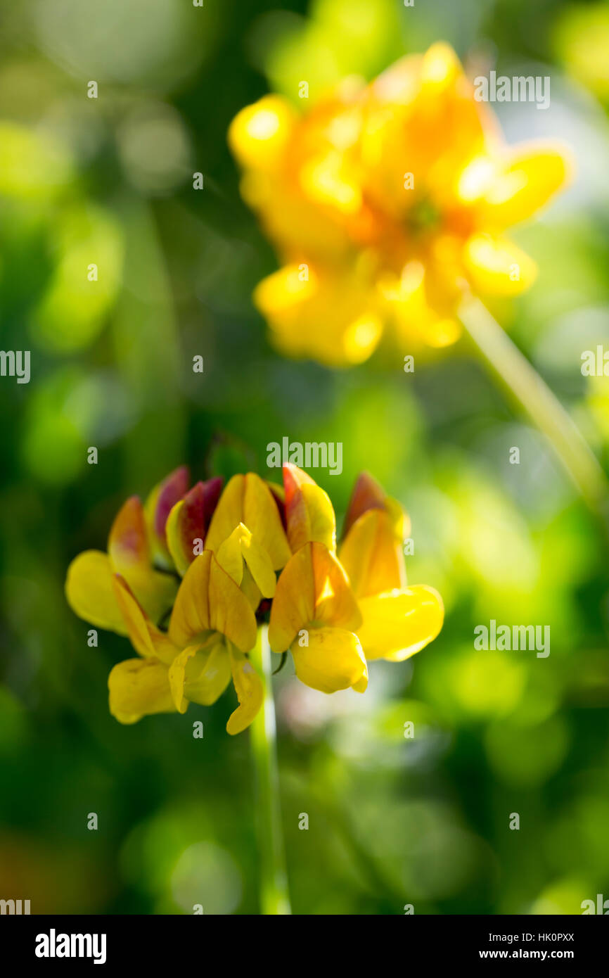 Lotus Corniculatus oder Vogel's – Foot Trefoil Stockfoto