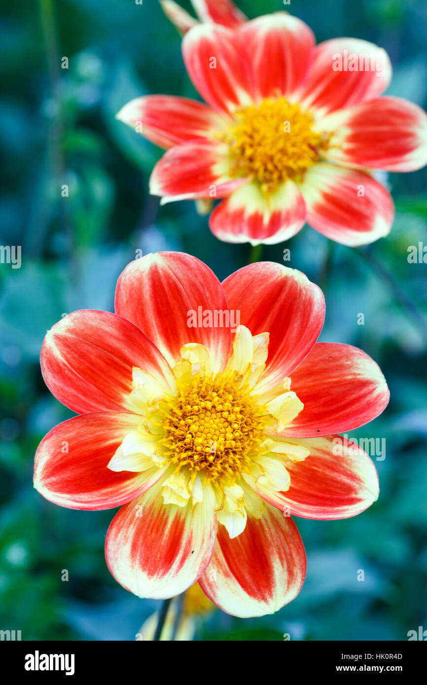 Dahlie 'PAH - Swan Island" Stockfoto