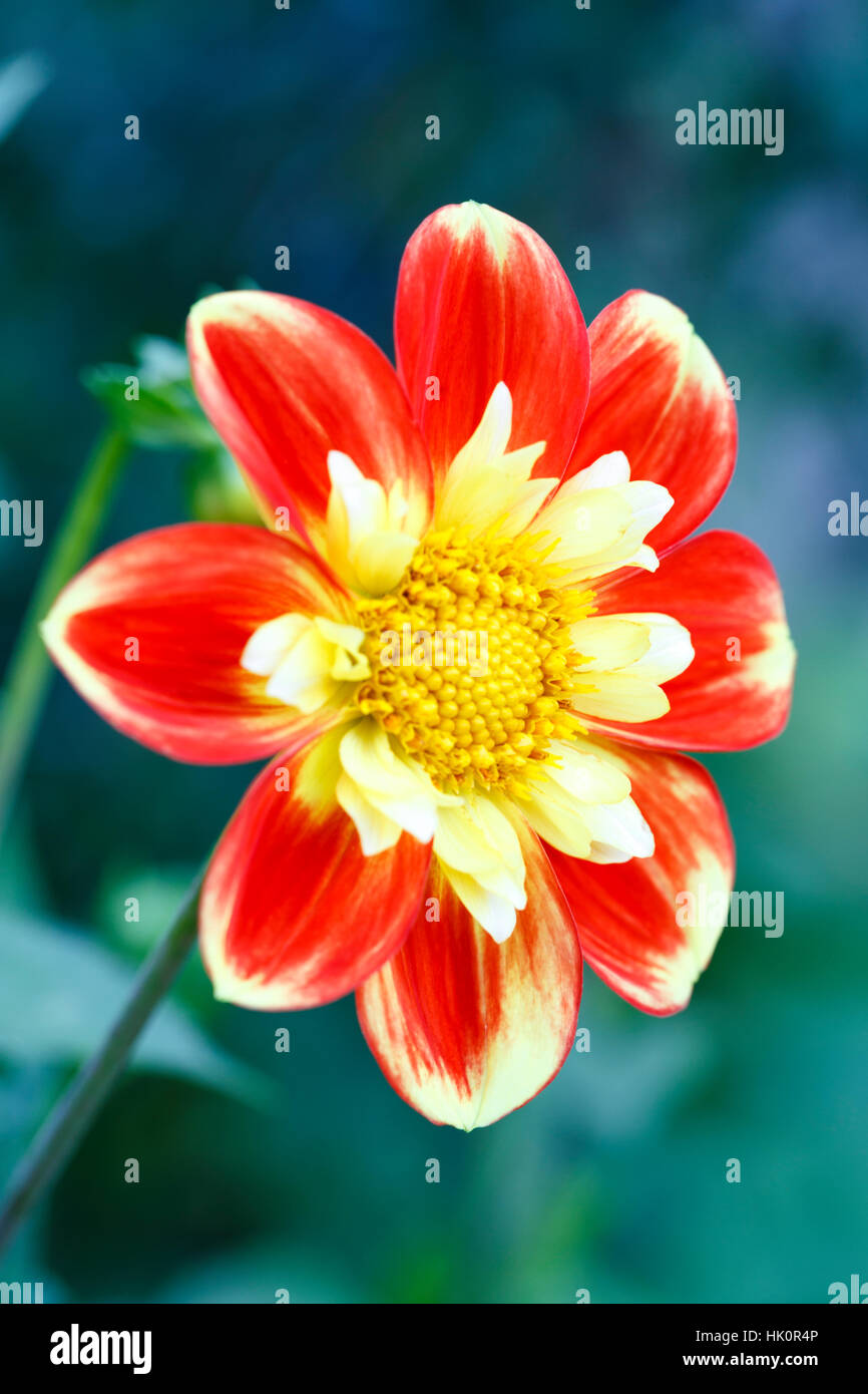 Dahlie 'PAH - Swan Island" Stockfoto