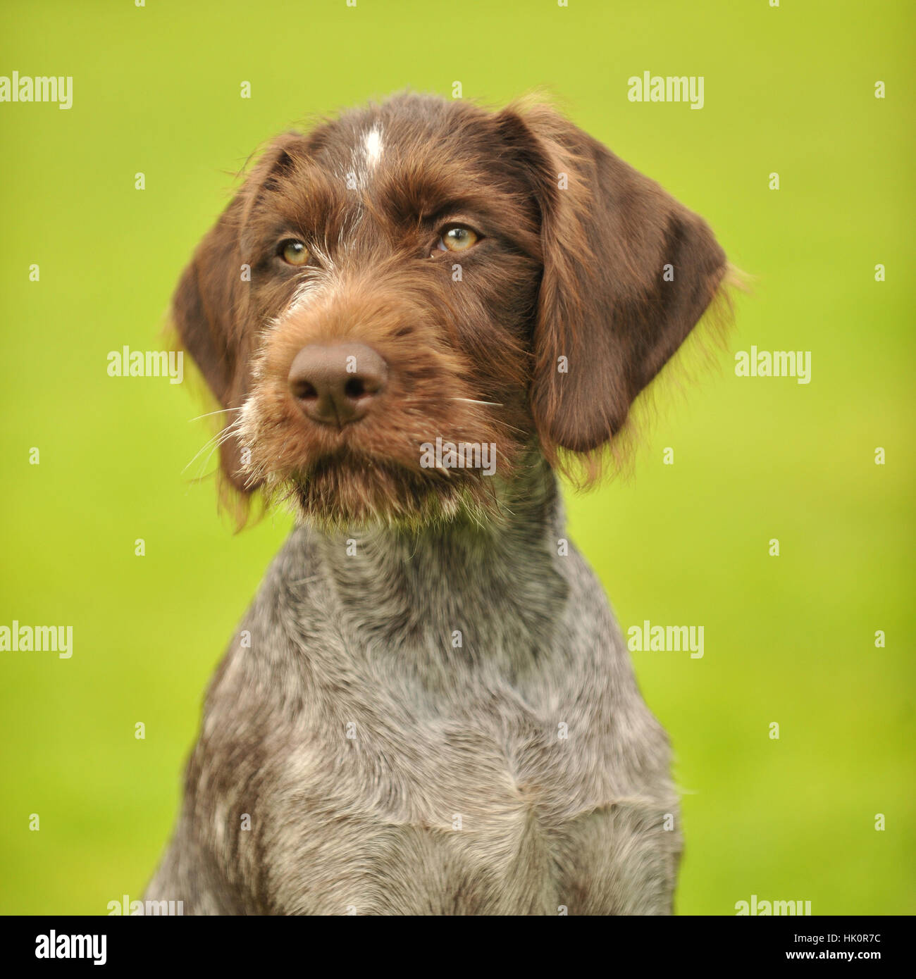 Deutsch Drahthaar Hund Stockfotografie - Alamy