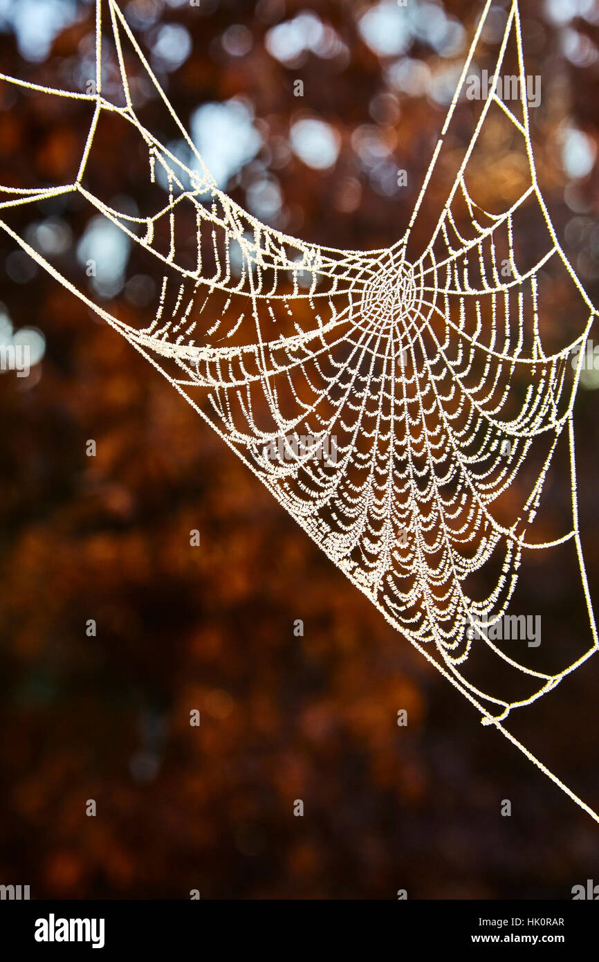 Ein cobweb durch eine Spinne geschaffen hat Frost bildet. Der Hintergrund zeigt Herbst & Winter Farbe. Stockfoto