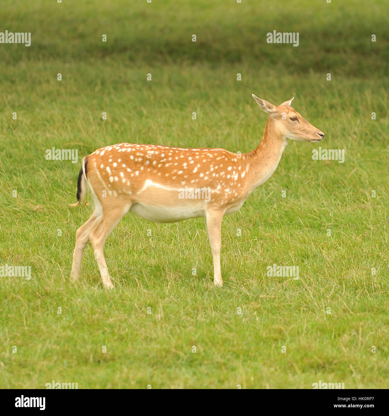 Rothirsch Kalb Stockfoto