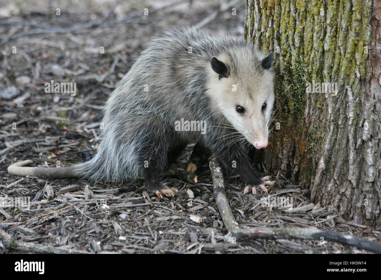 Süße graue Opossum mit wachsamen Augen steht in der Mulch gegen einen Baum mit grauer Rinde und grünes Moos. Stockfoto