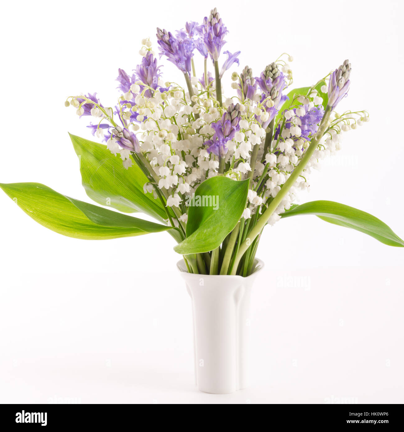 Blume, Pflanze, leere, europäisch, Kaukasisch, Frühling, Maiglöckchen, Stockfoto