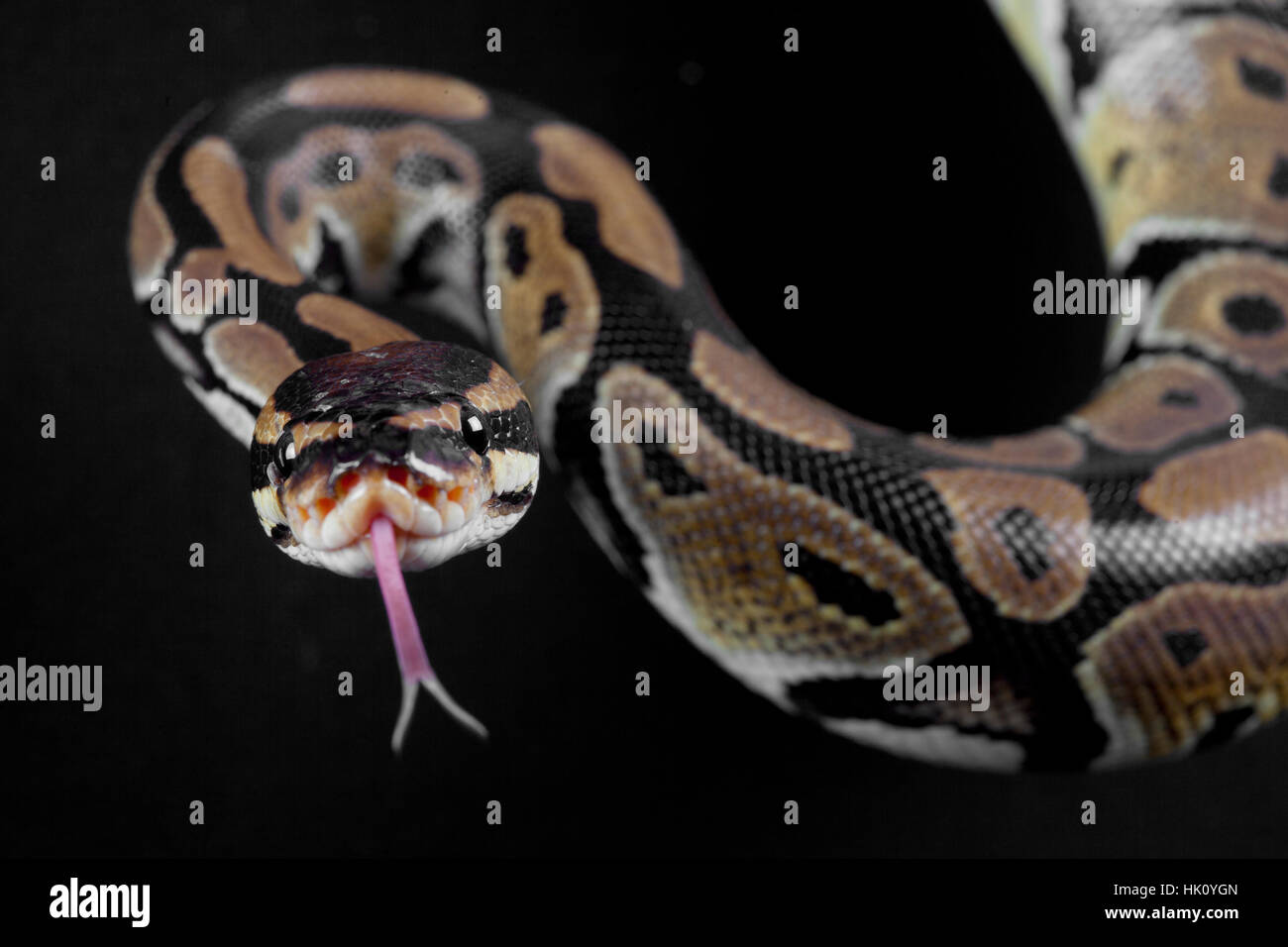 Python-Schlange mit der Zunge im studio Stockfoto