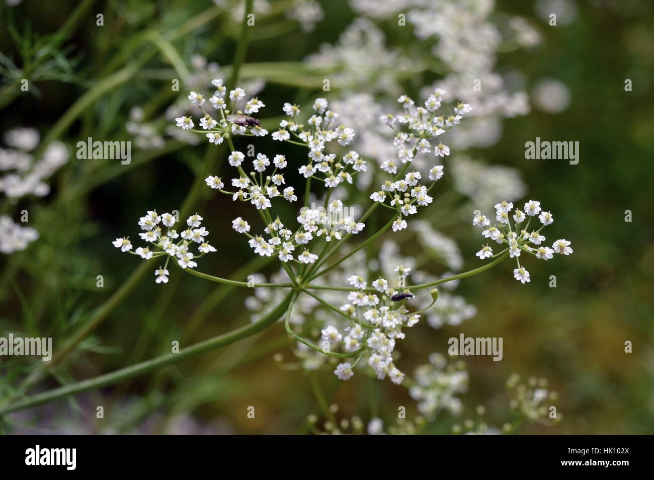 Verdauungsförderndes Gewürz Stockfoto