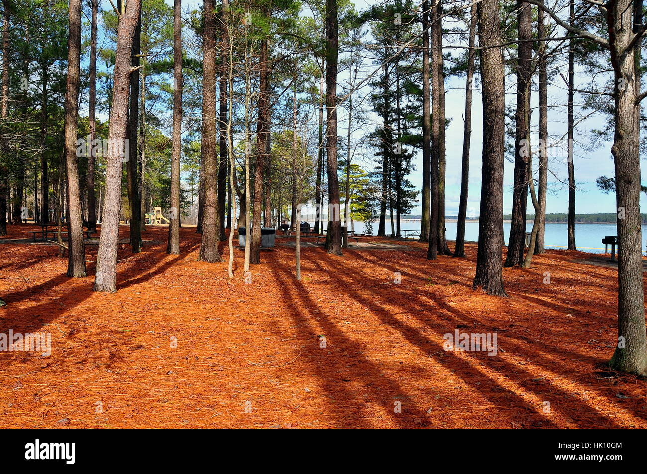 Moncure, Nord-Carolina - 23. Januar 2017: Kiefernwald bedeckt mit Tannennadeln am Jordan Lake Seaforth Beach Stockfoto