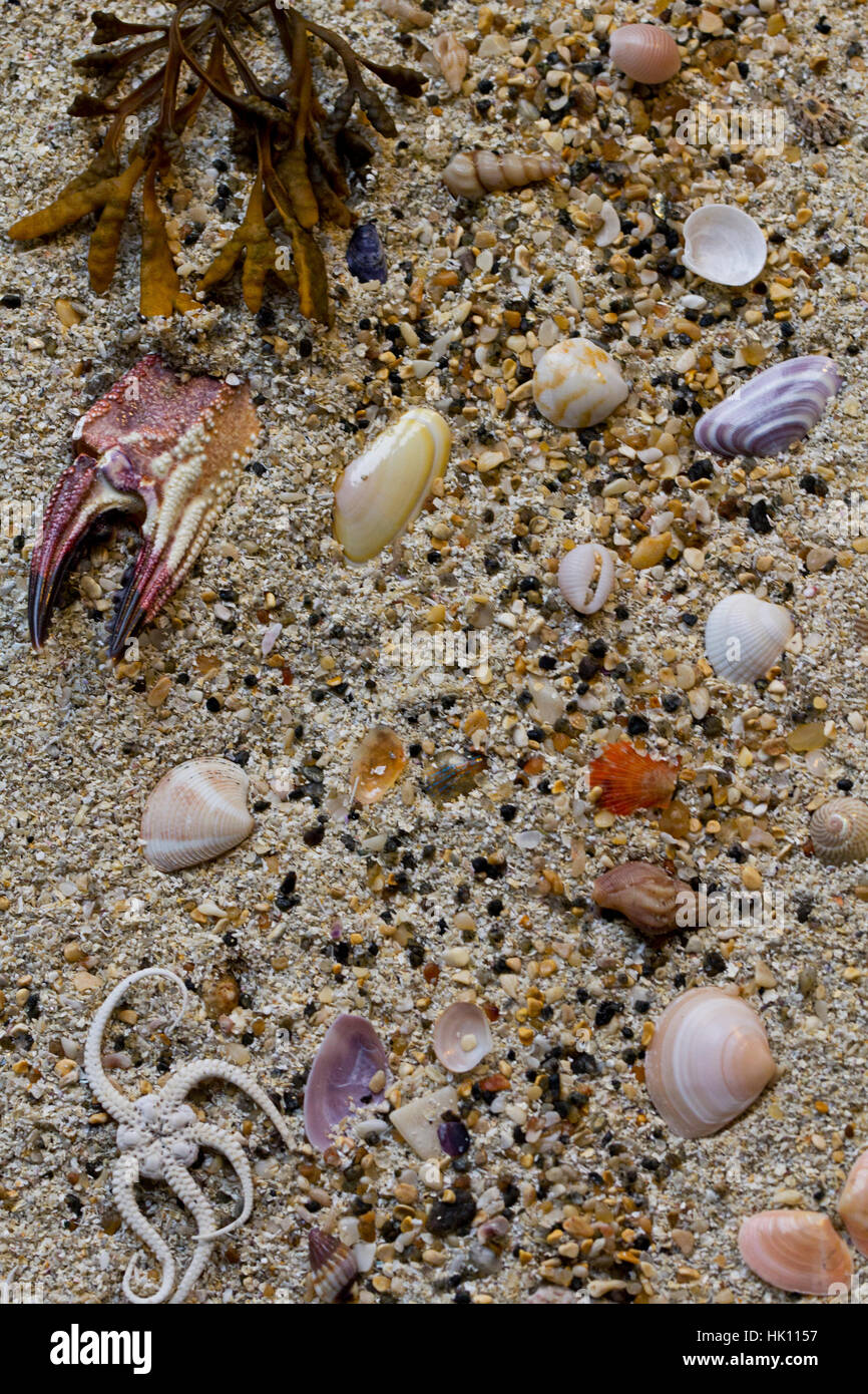 Makroaufnahmen von Muscheln und Algen auf einem schottischen Sandstrand. Stockfoto
