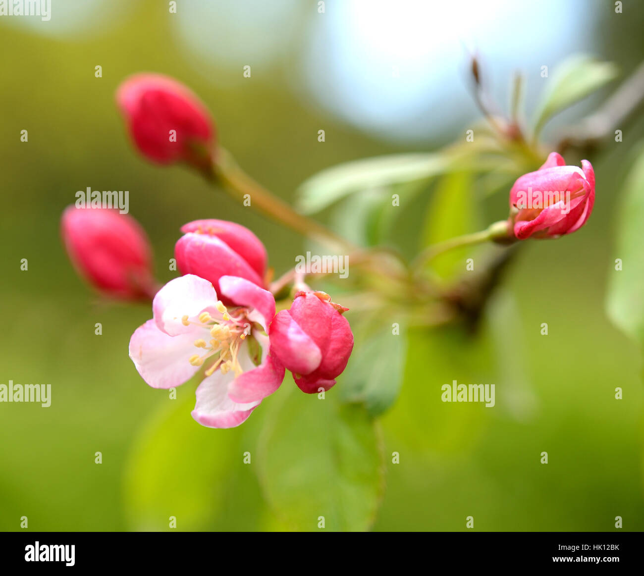 Crab Apple blossom Stockfoto