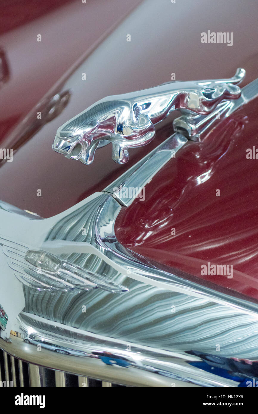 Jaguar Motorhaube Maskottchen auf einem 1955 Jaguar MK VIIM Limousine Stockfoto