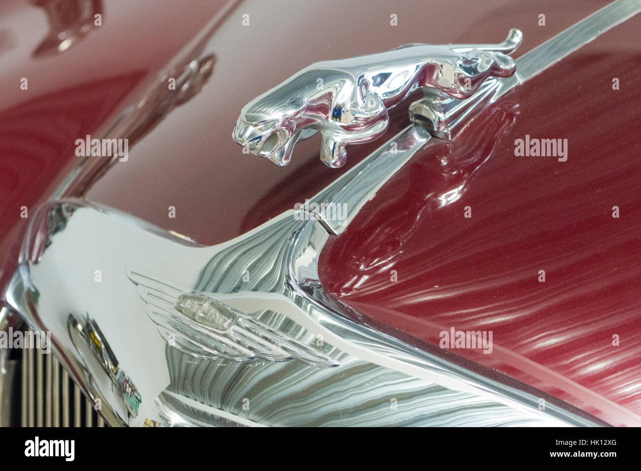 Jaguar Motorhaube Maskottchen auf einem 1955 Jaguar MK VIIM Limousine Stockfoto